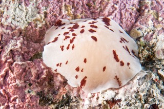 Nudi 9 rm